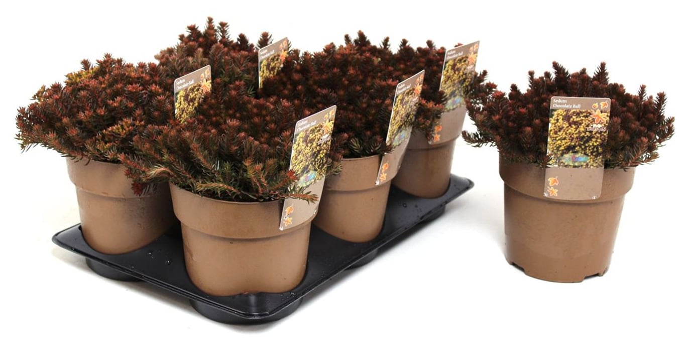 Sedum 'Chocolate Ball' - C1,5